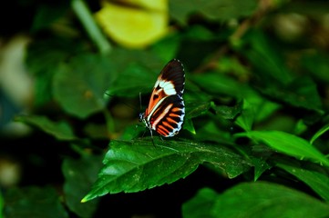 Butterflies on flowers and at rest