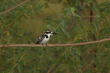 Pied kingfisher, a common bird occurring around water in Africa. A  colorful species in its natural habitat.