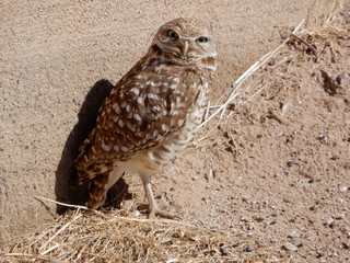 Arizona’s burrowing owls (Athene cunicularia) are frequently seen in the agricultural field berms and along earthen irrigation systems near Buckeye, Arizona.