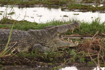 Nile crocodile lying on the bank of river Nile. A large predatory reptile species occurring in African wetlands, marshes and rivers in its natural environment.