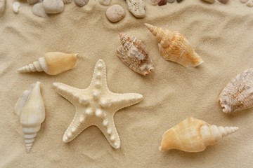 Fototapeta na wymiar starfish and seashells on the sand of the beach.