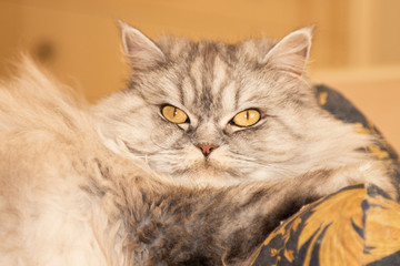 Beautiful cat shows tongue Beautiful fluffy cat with yellow eyes on yellow background curiosity looks