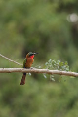 Red throated bee-eater, a colorful african bird occurring around water, in its natural habitat. 