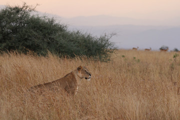Wild African lioness in the savannah. A noble predatory cat in its natural habitat.