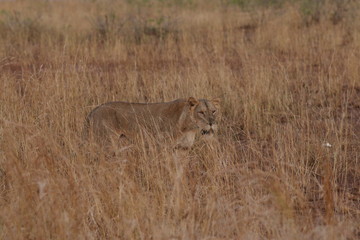 Wild African lioness in the savannah. A noble predatory cat in its natural habitat.