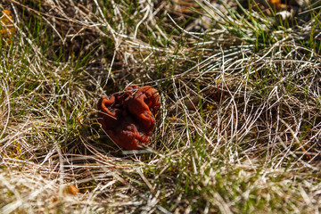 Mushrooms Gyromitra in forest in spring