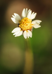 Obraz premium Macro shot of small yellow and white flower
