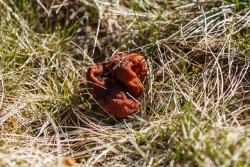 Mushrooms Gyromitra in forest in spring