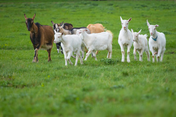 Fototapeta premium Small herd of goats standing on green grass. Different colored goats herd