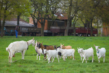 Obraz na płótnie Canvas Small herd of goats standing on green grass with house in background. Different colored goats herd