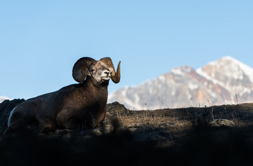 Bighorn Rams in the Rocky Mountains