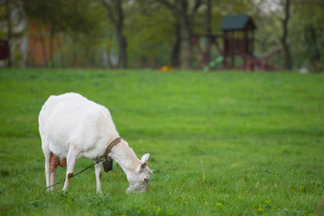 Obraz na płótnie Canvas One white goat standing on green grass with blurred trees in background