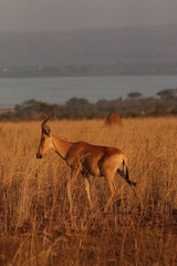 The Lelwel hartebeest, also known as Jackson's hartebeest, is an antelope native to sub-Saharan Africa, in its natural environment.