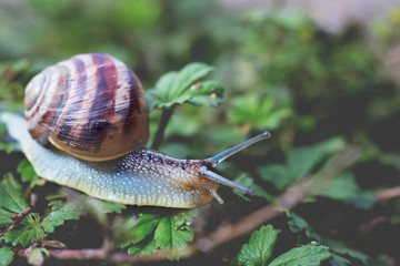 closeup grape snail crawl in a garden on a grass