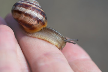 closeup grape snail crawl on the people hand