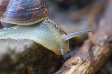 closeup grape snail crawl on the stone
