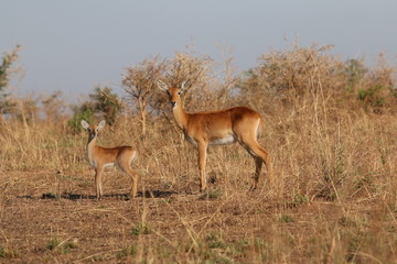 Naklejka na ściany i meble The Ugandan kob, a subspecies of the kob, a type of reddish antelope occurring in sub-Saharan Africa. Picture from its natural environment.