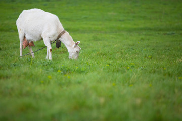 One white goat standing on green grass with blurred background
