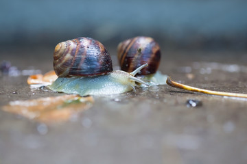 closeup pair of grape snail crawl on the stone