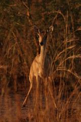 The oribi, a small antelope found in eastern, southern and western Africa. A cute ungulate in its natural environment.