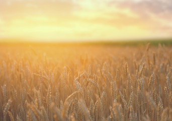 Obraz premium closeup beautiful summer wheat field at the sunset