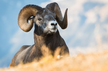 Obraz premium Bighorn Rams in the Rocky Mountains