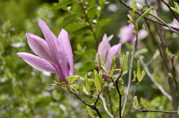 pink flower