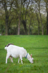 One white goat standing on green grass with blurred trees in background