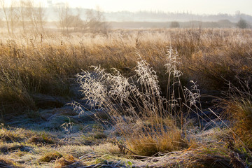 Frost in Pontefract Park, West Yorkshire