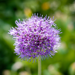 Purple round flower