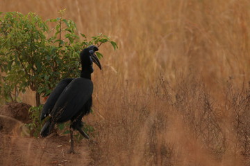 The Abyssinian ground hornbill, also known as the northern ground hornbill, on a close up picture in its natural environment. A moment from the safari in Uganda.