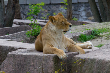 Lioness resting lying on a rock