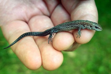 A small lizard in his hands against the grass. Wild reptile close-up held by man