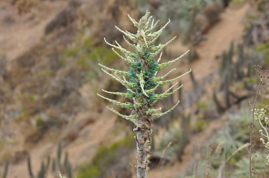 Puya chilensis