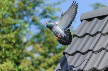 Landing of racing pigeon with wings spread wide