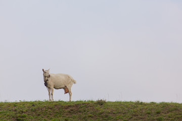 One female white goat standing on green grass on top of hill at sunset with blue sky in background