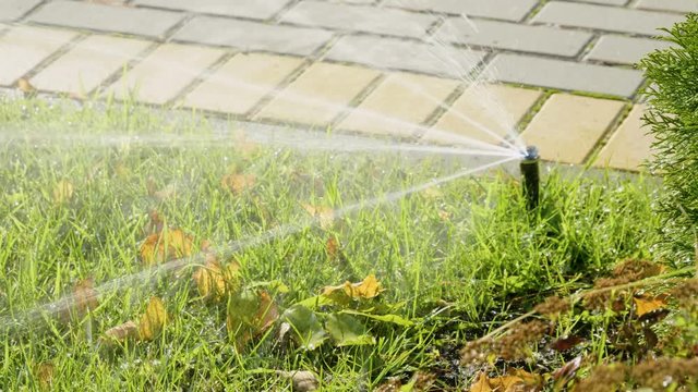 Close-up shot of a nozzle for spraying of water of automatic watering system of a lawn with lush green grass in sunny day. 4K