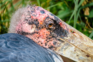 Obraz premium Very close portrait of an ugly marabou stork with a bald red head.
