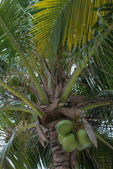 coconut palm Belize