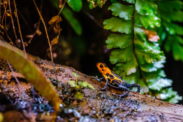 Poison dart frog, Orange blue poisonous animal from the Amazon rain forest of Peru