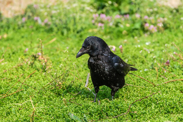 Beautiful shiny black crow standing in grass