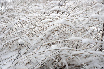 Snow on a grass close up