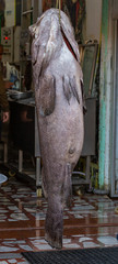 Atlantic goliath grouper in the eastern bazaar. Fish hanging on a rope in front of a fish store.