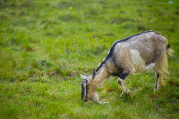 Naklejka na ściany i meble One brown goat standing on green grass with blurred background