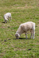Obraz na płótnie Canvas Foreground Sheep