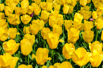 Obraz premium Blooming vibrant colored yellow tulips