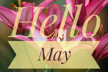 Banner Hello May. Greeting the new month. Picture with flowers. Text on a background of flowers. Hi...