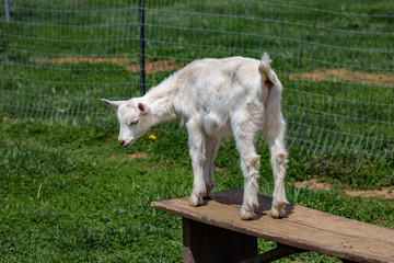 Obraz premium Playing Goat