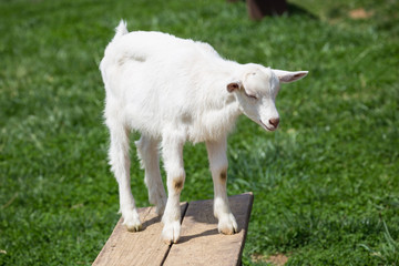 Playing Goat
