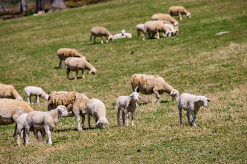 Sheep Herd